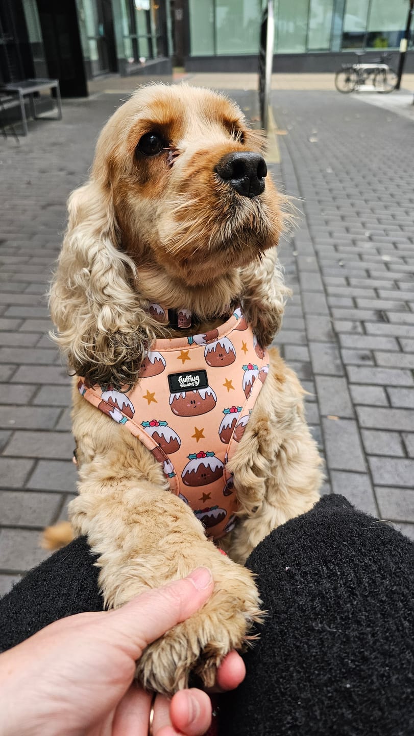 Customer photo review of Adjustable Dog Harness - All Good In The Pud