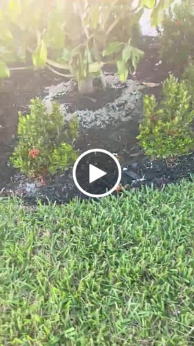 Customer video review of Dwarf Ixora Red