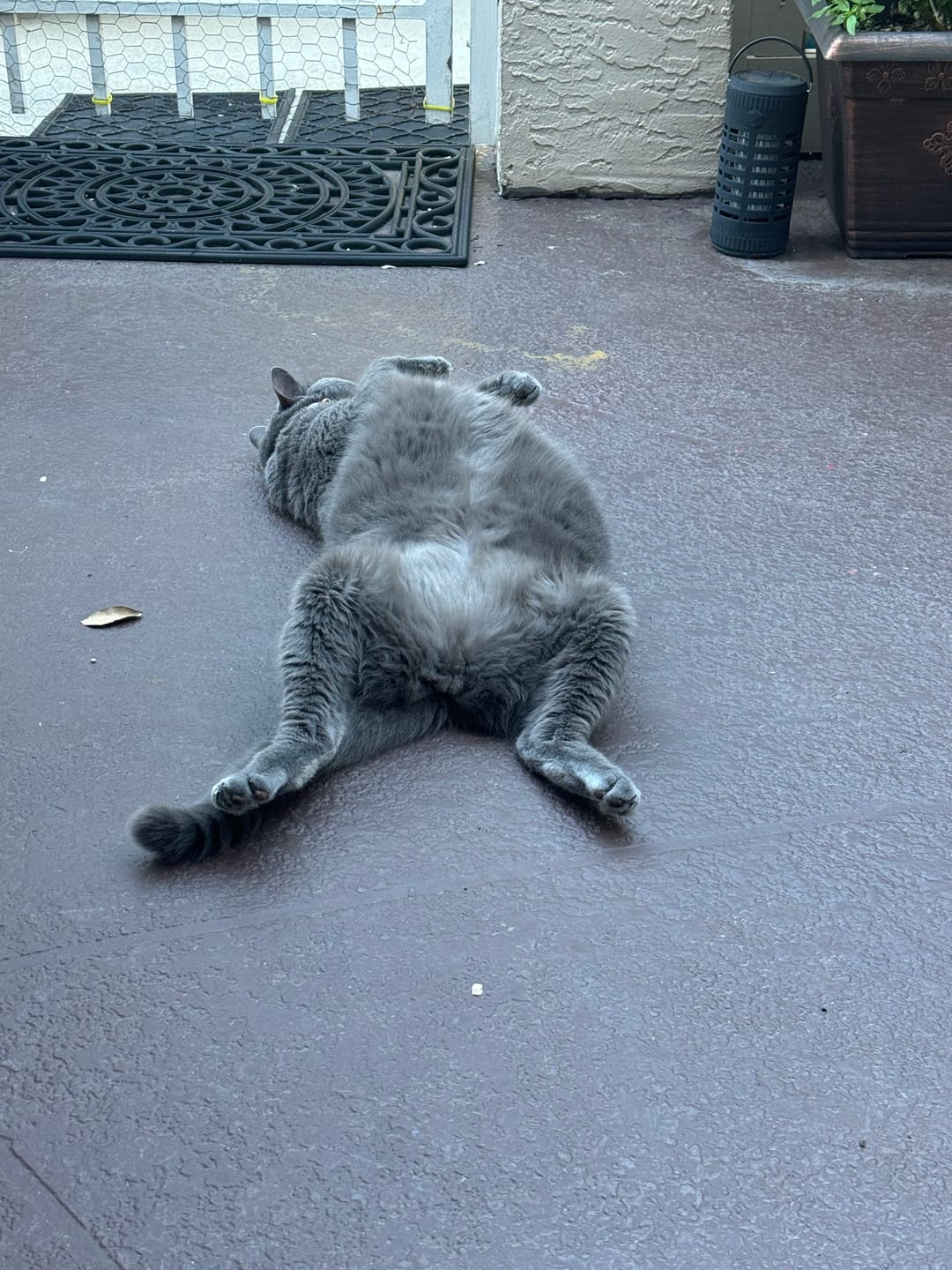 Customer photo review of Royal Canin Veterinary Diet - Urinary SO+ Satiety Dry Cat Food