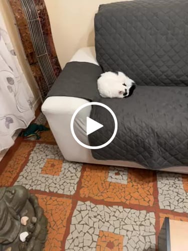 Customer video review of Blanc - Housse de Canapé Imperméable