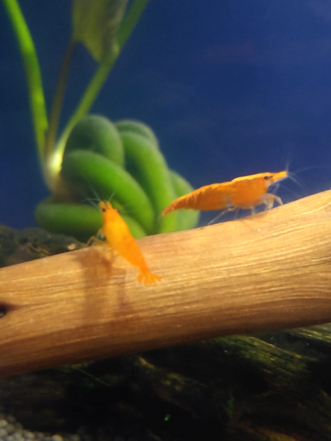 Customer photo review of Green Rili Shrimp
