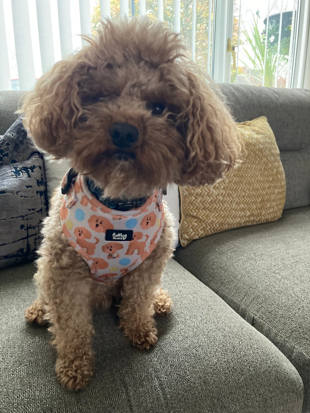 Customer photo review of Adjustable Dog Harness - Curly Club Collection