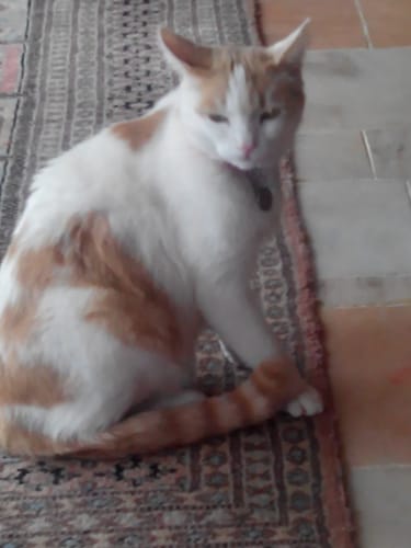 Avis photo d'un client sur Croquettes Chat Stérilisé Sans Céréales - Poulet