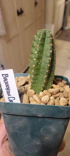 Customer photo review of Trichocereus Hybrid Variety Packs | Cactus Collector Variety Packs
