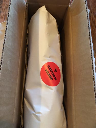 Customer photo review of San Pedro Cactus | Trichocereus (Echinopsis) Pachanoi