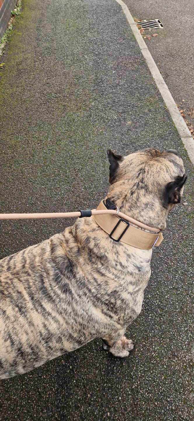 Customer photo review of 5cm Combat® Collar | With Handle & Secure Clip - Tan