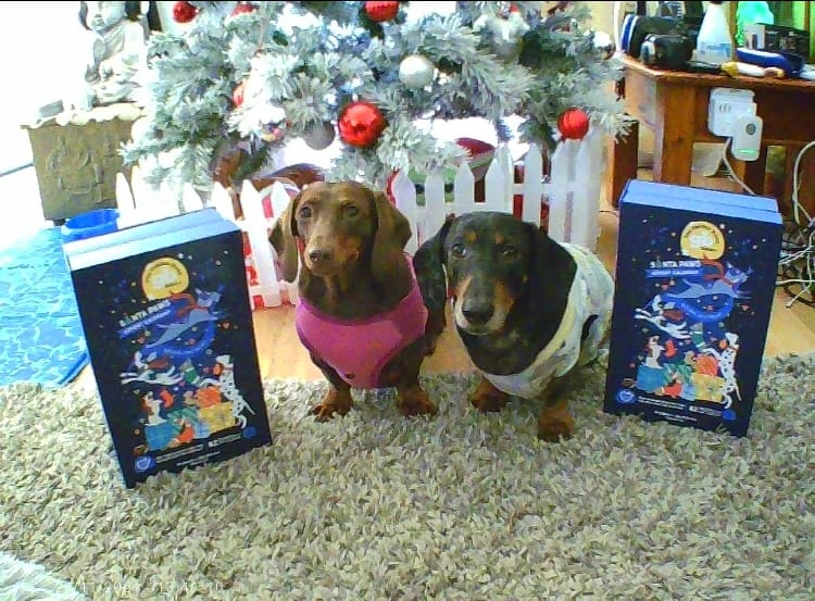 Customer photo review of Advent Calendar Christmas Dog Treats - PREORDER NOW!