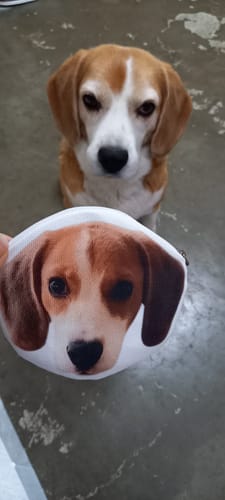 Customer photo review of 本物そっくり♪ペットフェイスバッグ