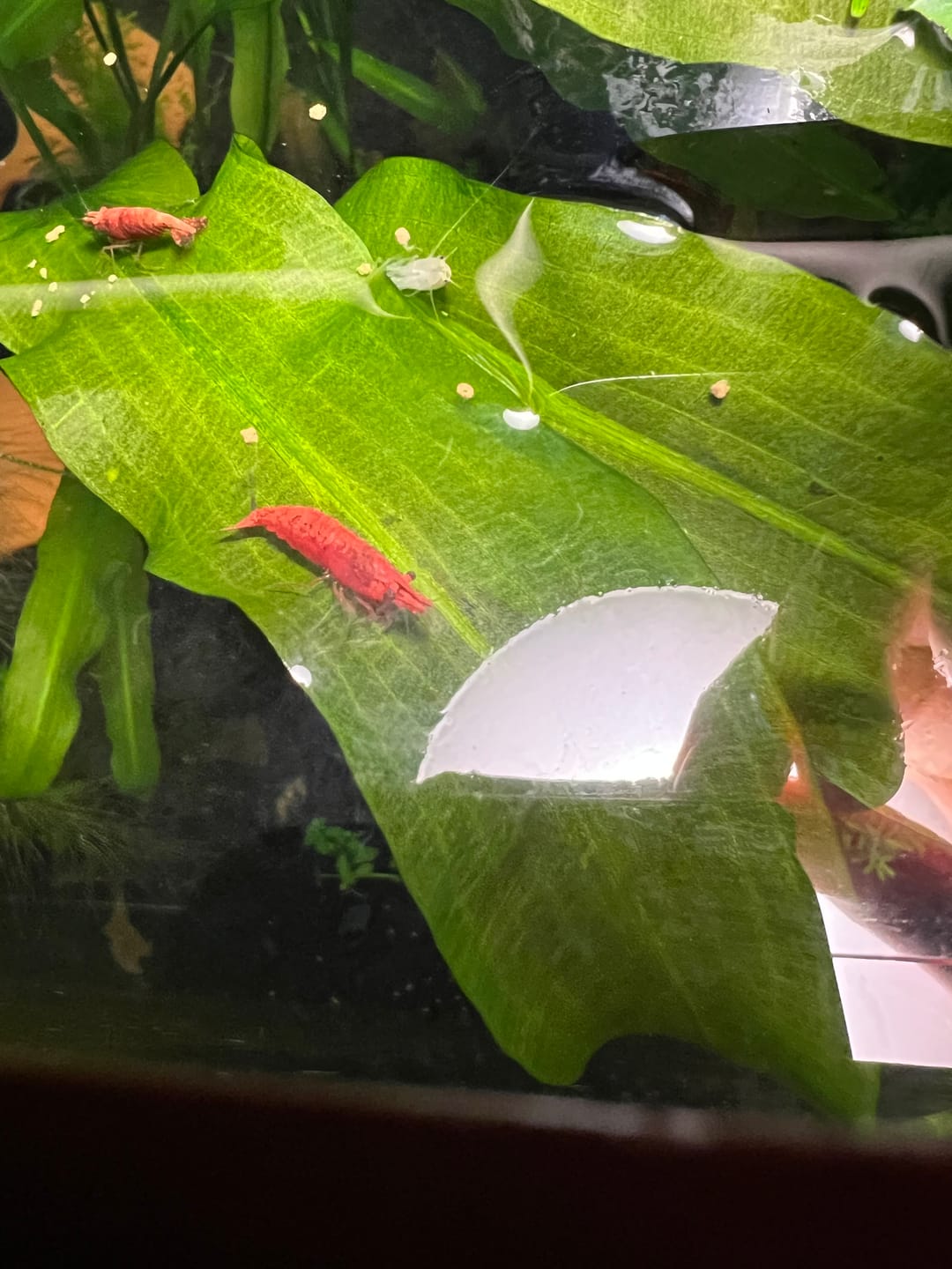 Customer photo review of Fourth Of July Shrimp Pack