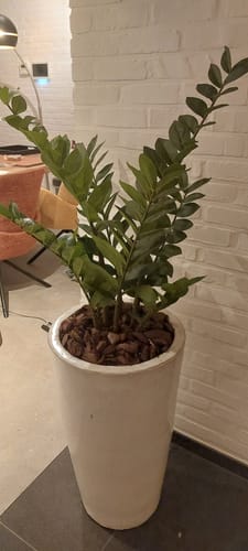 Customer photo review of Zamioculcas Kunstplant 90cm