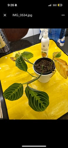 Customer photo review of Houseplant Pest Spray