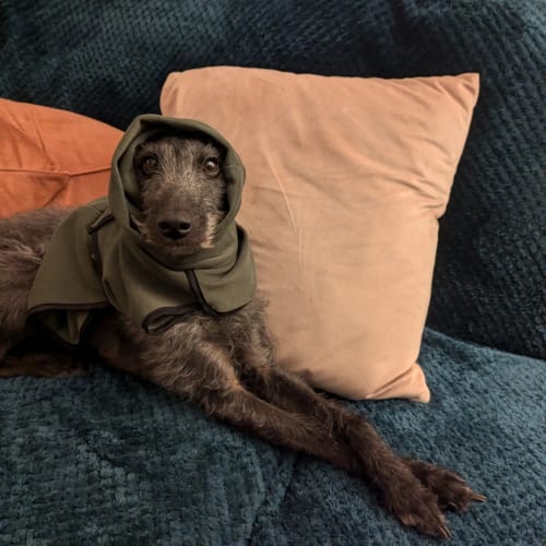 Customer photo review of Fleece Sighthound Base-Layer Coat with Underbelly and Snood