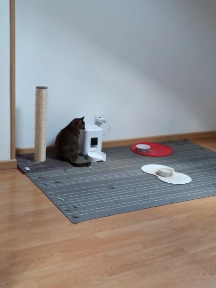 Customer photo review of Automatic Smart Pet Feeder with Timed Quantitative Food Dispenser for Cats and Dogs