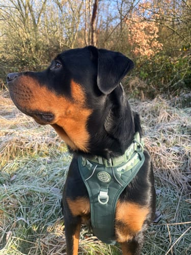 Customer photo review of Tough Trails™ Harness - Walkies Ready® Forest Green