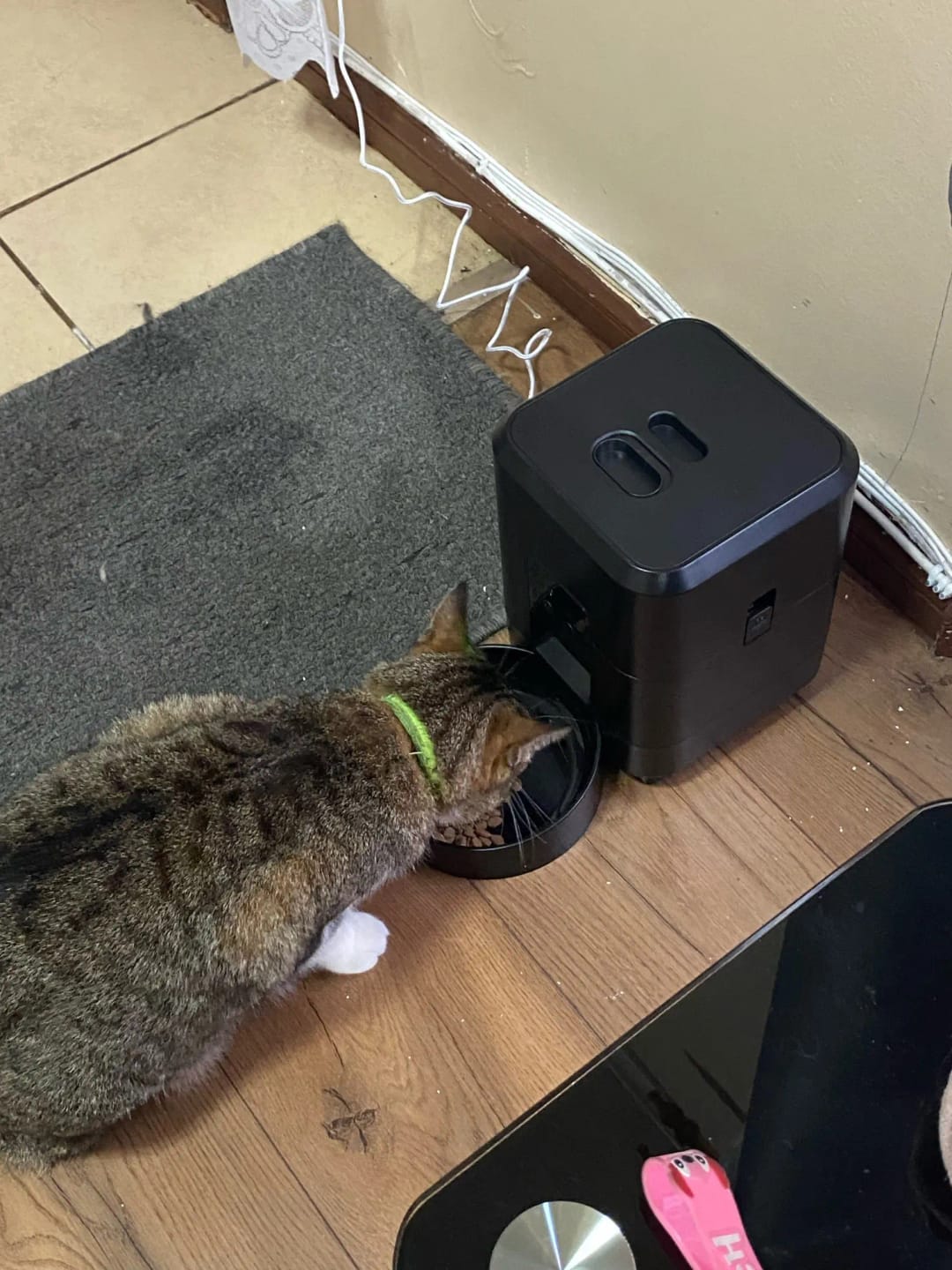 Customer photo review of Automatic Smart Pet Feeder with Timed Quantitative Food Dispenser for Cats and Dogs