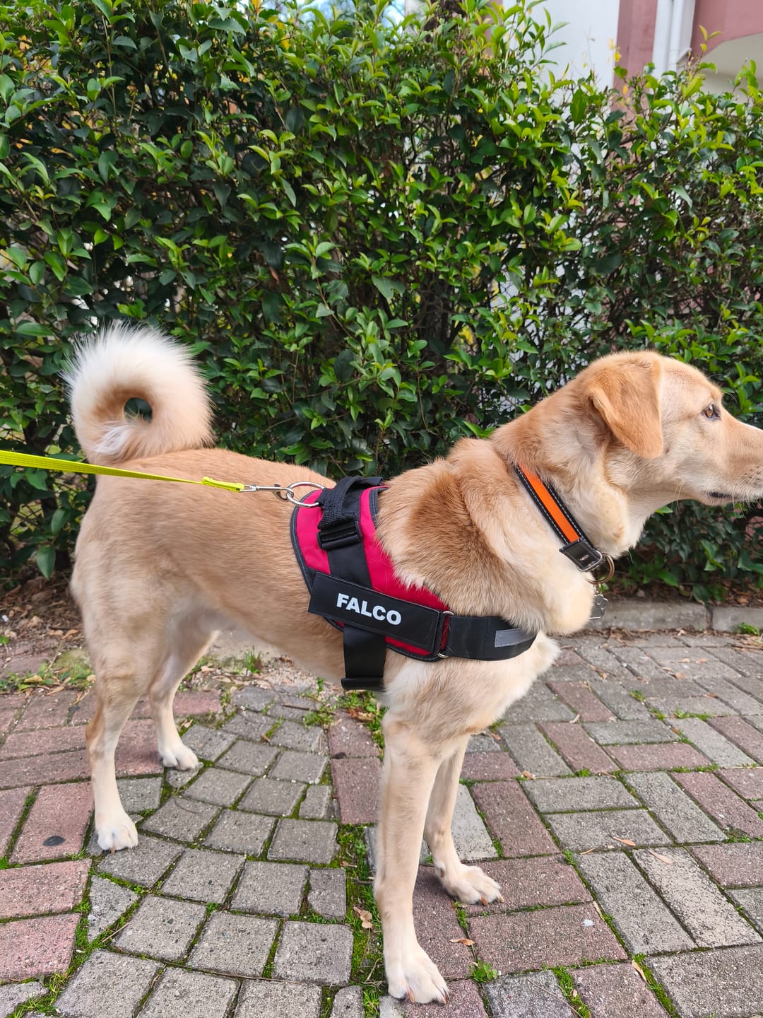 Customer photo review of MellowPurr Özelleştirilebilir No Pull Köpek Tasması