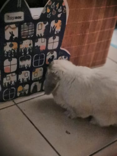 Customer photo review of Le Calendrier de l'Avent Magic'Bunny