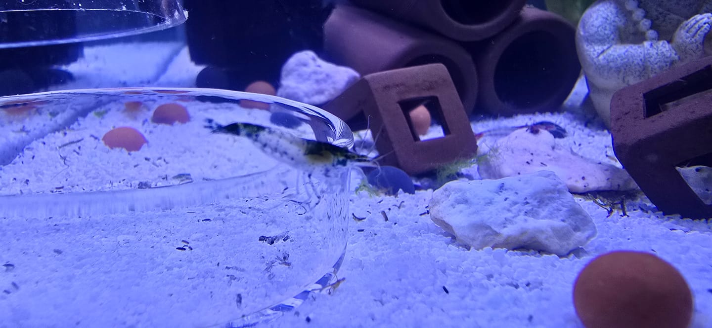 Customer photo review of Carbon Rili Shrimp