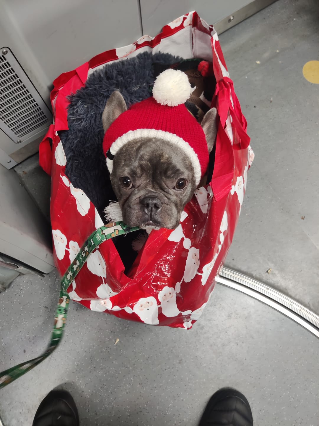 Customer photo review of Human Pompom Hat - Santa