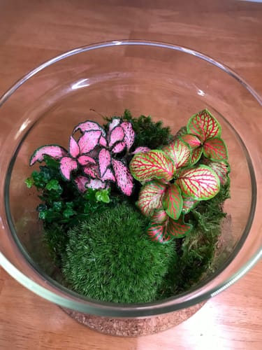 Customer photo of Cushion Moss (Leucobryum Glaucum) from David M.
