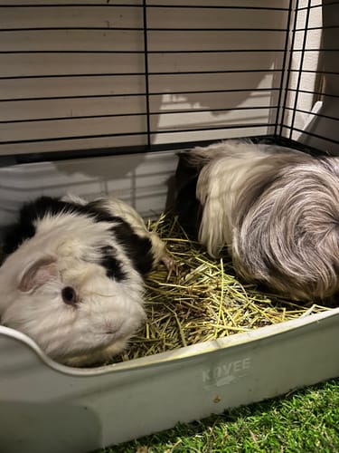 Customer photo review of Meadow Hay Box