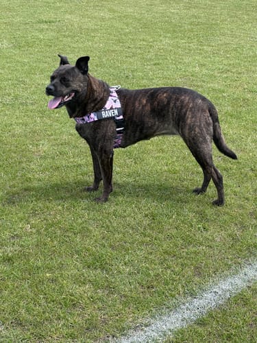 Customer photo review of Dog Harness