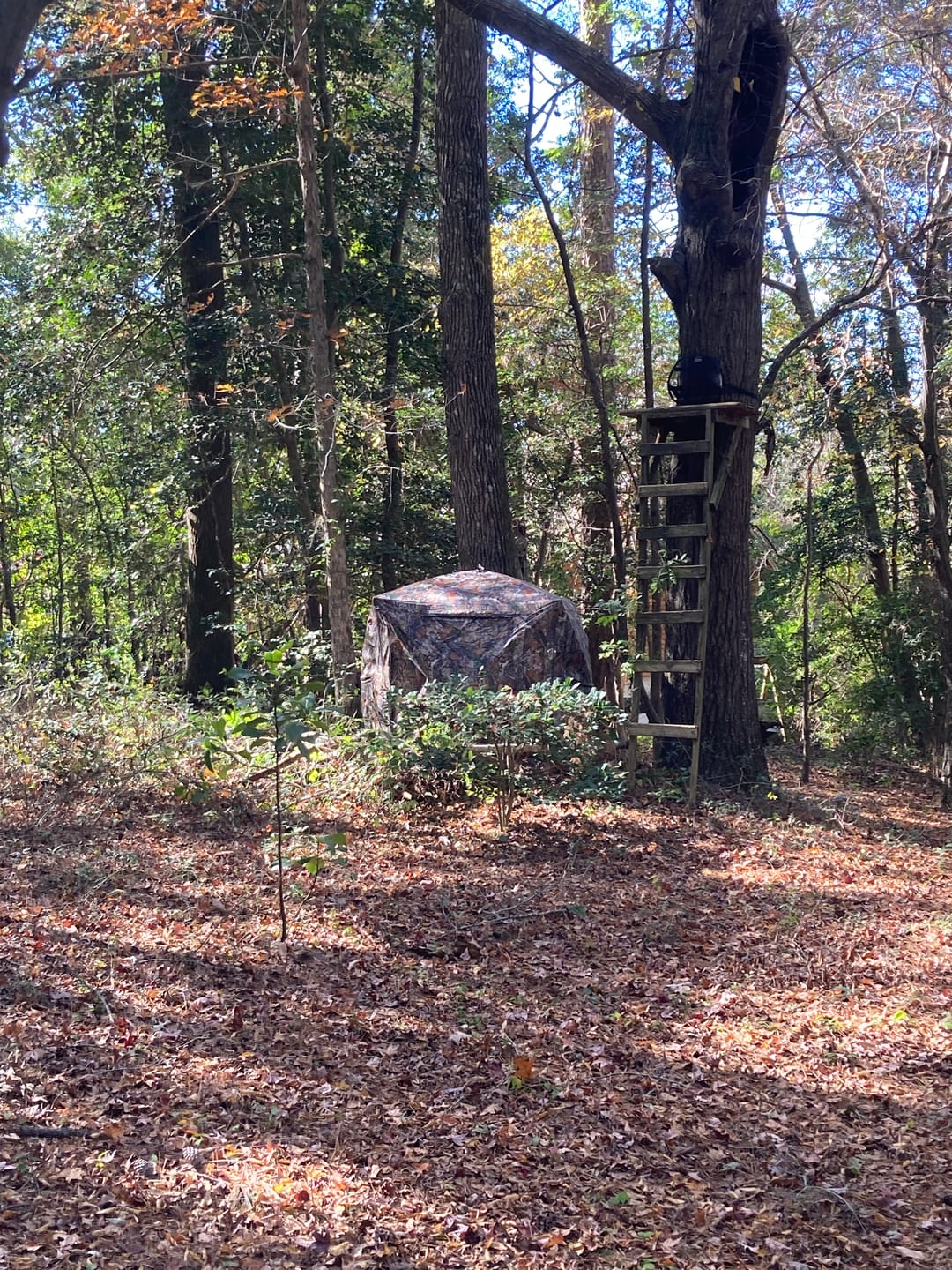 Customer photo review of FLASH SALE VisST See-Through Pop-Up Ground Blinds with Silent Magnetic Door