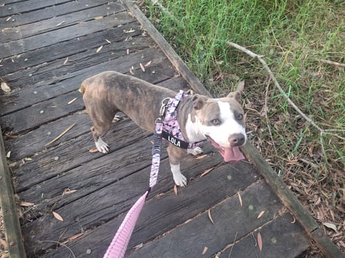 Customer photo review of Walk Essentials