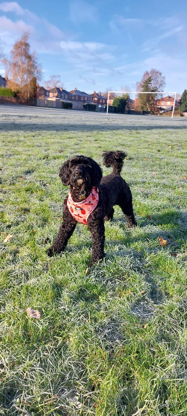 Customer photo review of Adjustable Dog Harness - Snug As A Lady Bug