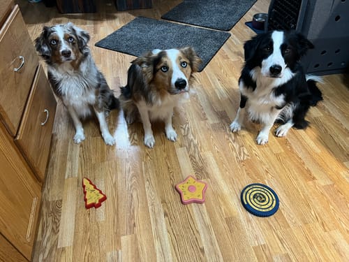 Customer photo review of FreezTree - Mental Stimulation Chew Toy