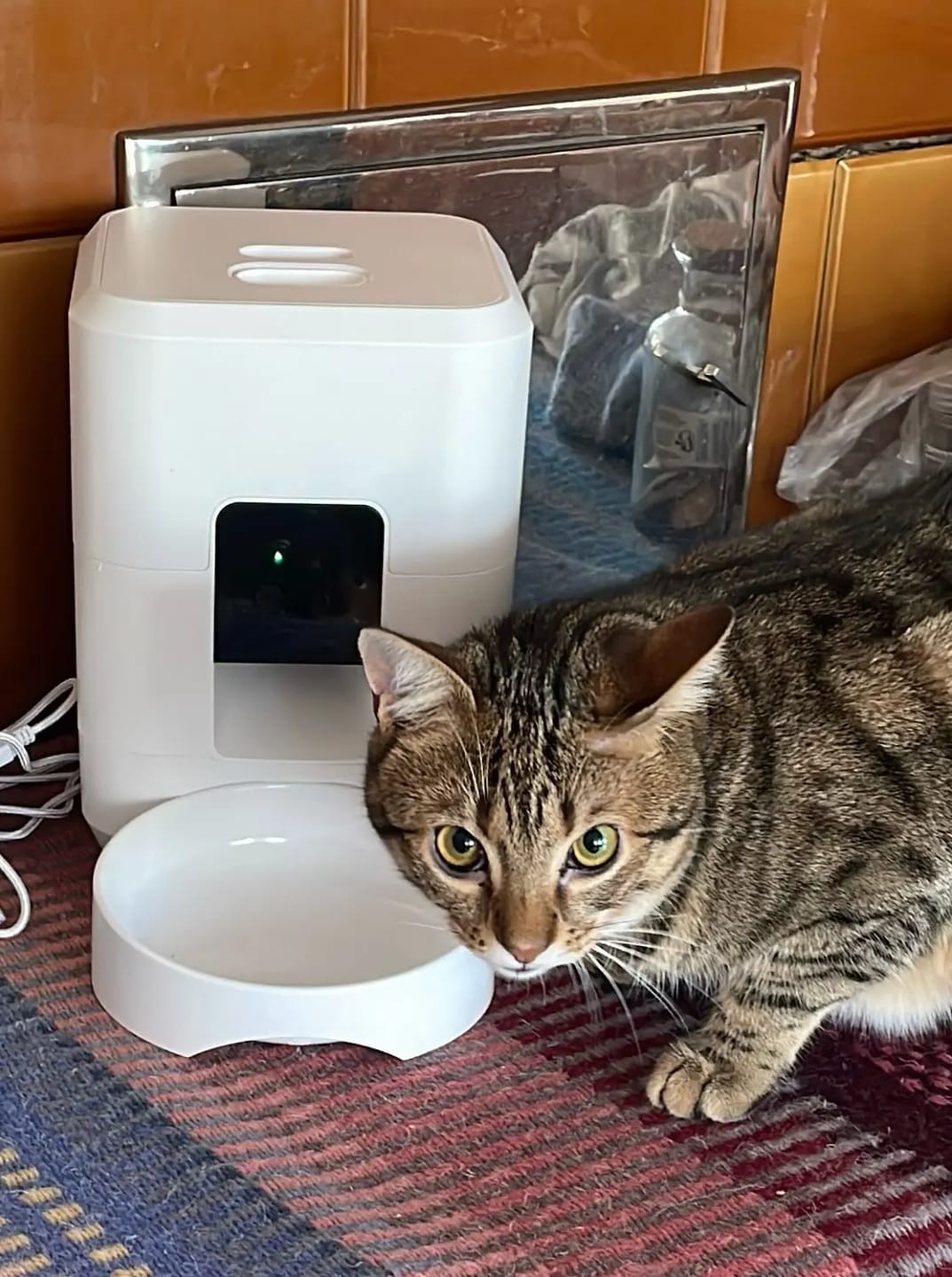 Customer photo review of Automatic Smart Pet Feeder with Timed Quantitative Food Dispenser for Cats and Dogs