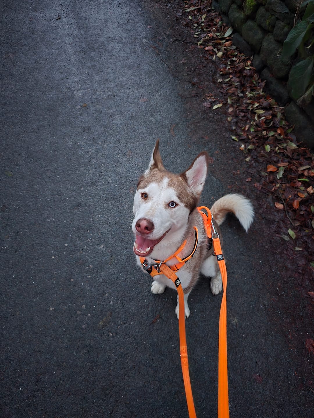 Customer photo review of 4cm Combat® Collar | Handle & Rated Clip - Orange