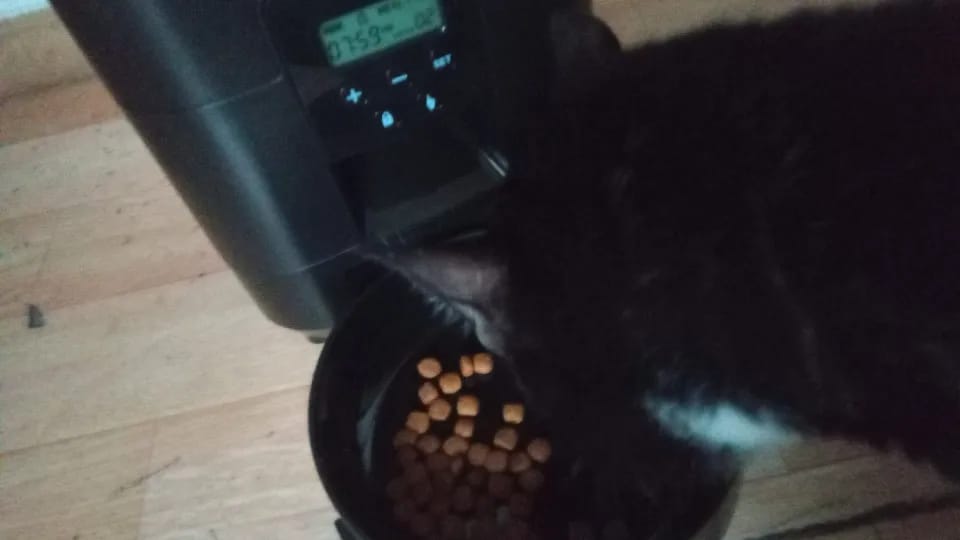 Customer photo review of Automatic Smart Pet Feeder with Timed Quantitative Food Dispenser for Cats and Dogs