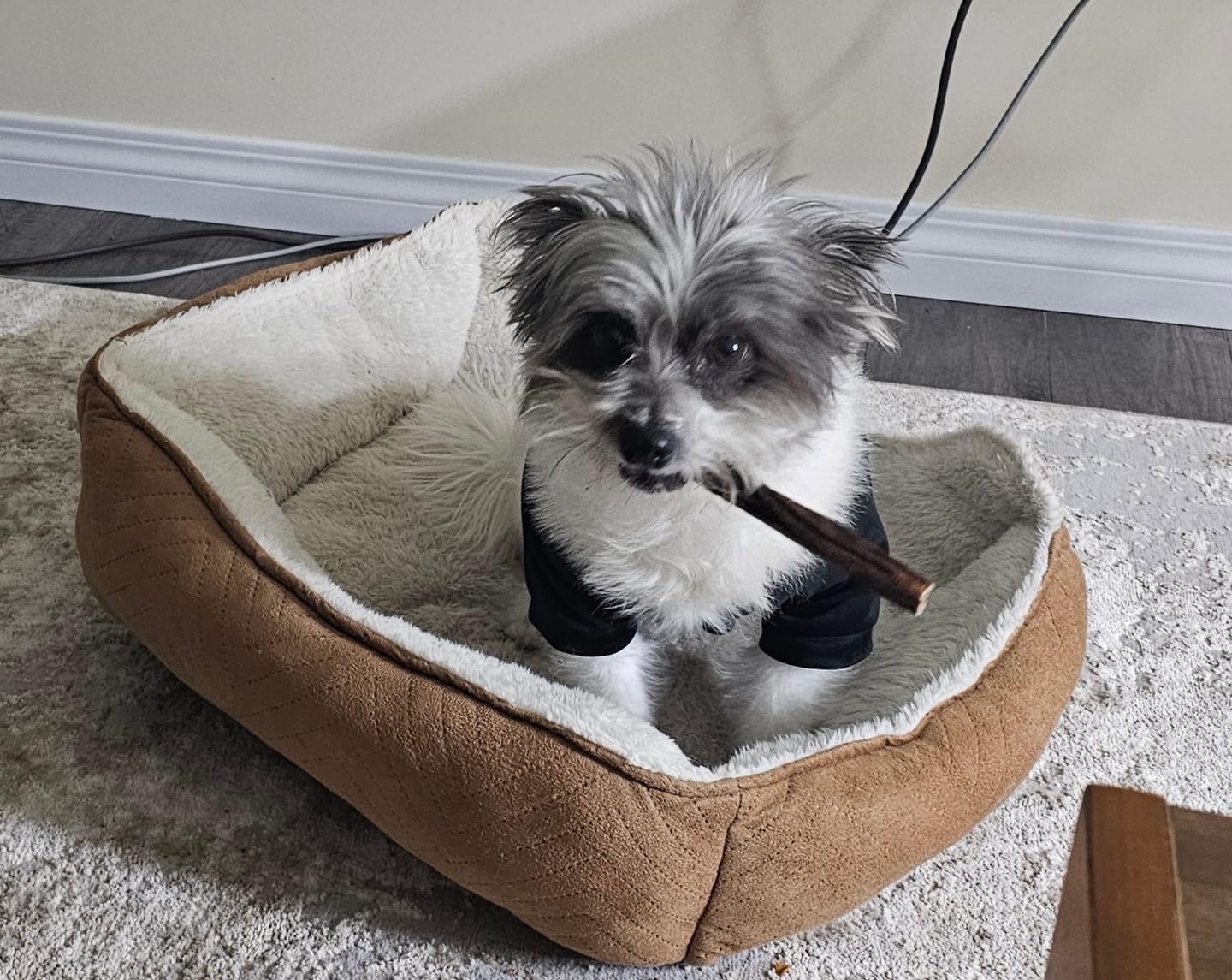 Customer photo review of 12 Inch Beef Jerky Stick