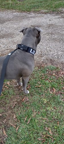 Customer photo review of Bully Proof Set Leash + Collar