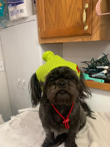 Customer photo review of PUPVOTE: 2025 Cutest Pet Calendar (Official Edition)