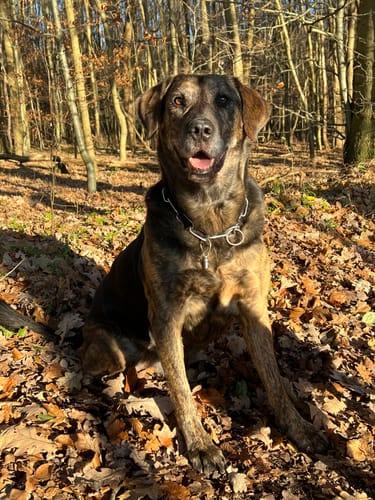 Kundenbewertung mit Foto zu BELISY > Gelenk Komplex < Gelenktabletten für Hunde & Katzen - 100 Tabletten