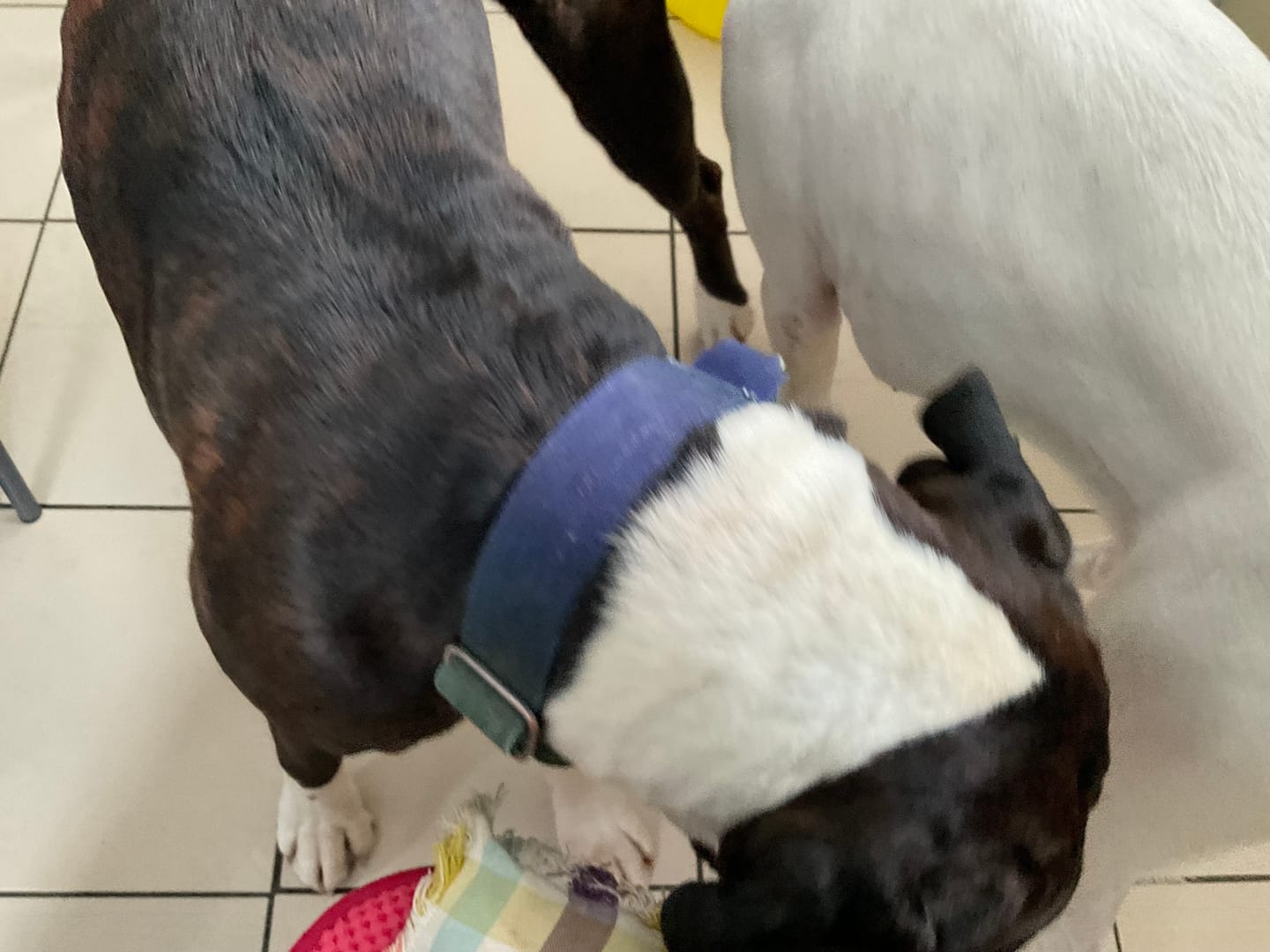 Customer photo review of Skin & Coat Treats