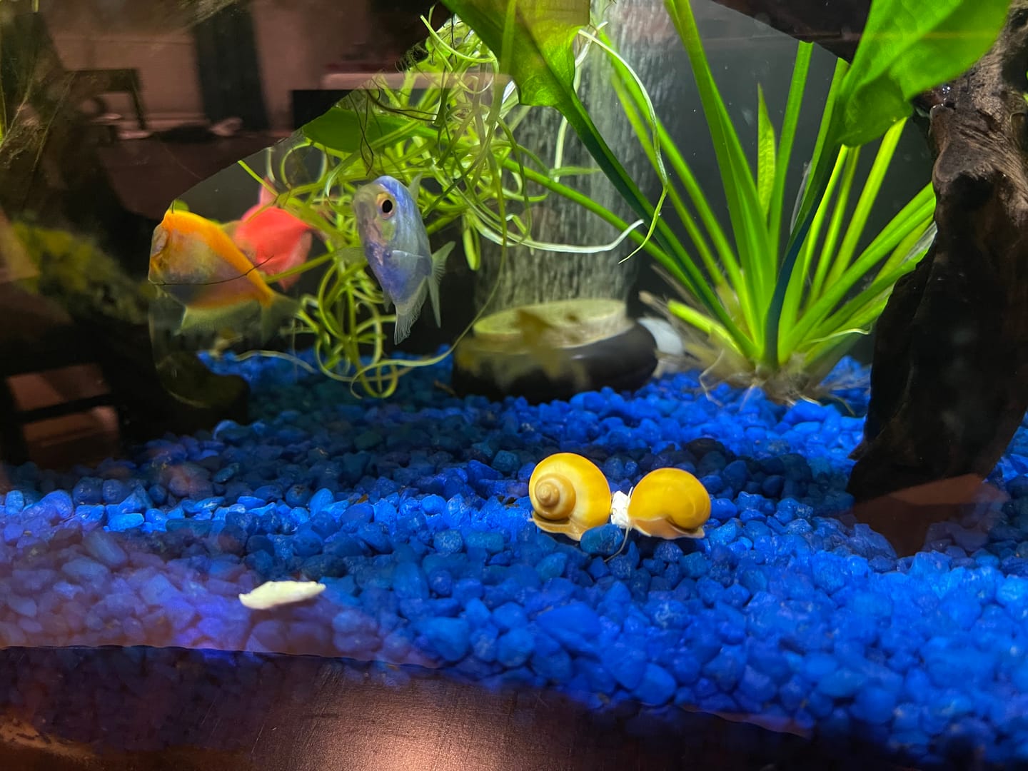 Customer photo review of Gold Mystery Snail
