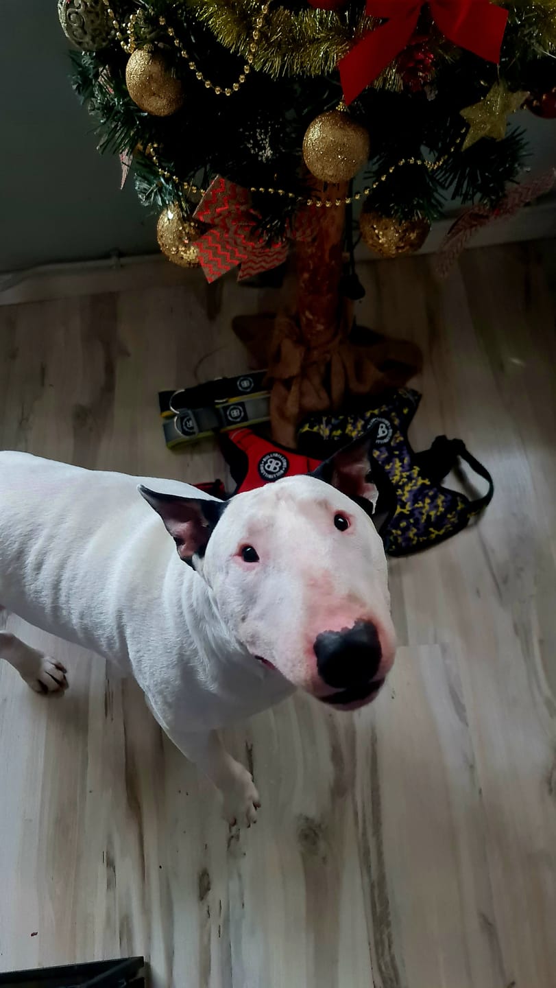 Customer photo review of Comfort Premium Harness | Non Restrictive - Lightning