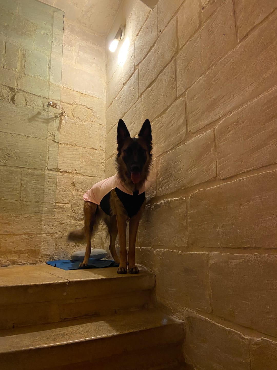 Customer photo review of Dog Fleece With Zip - Pink