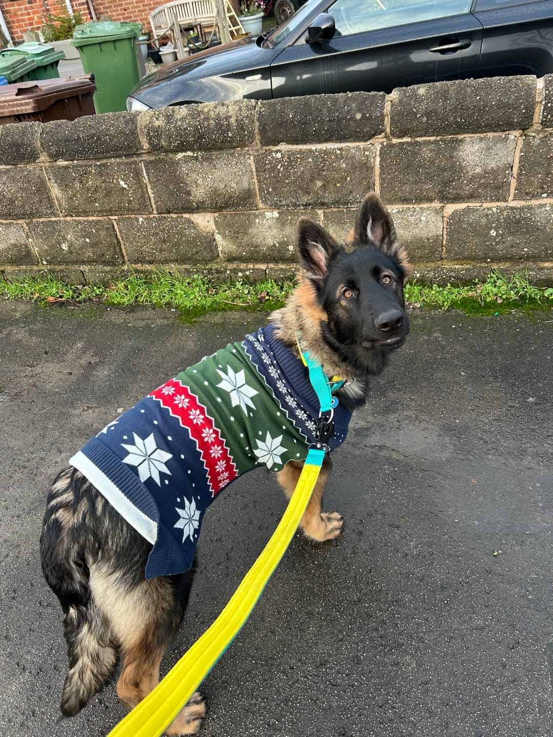 Customer photo review of 4cm Slip on Collar | Foam Padded - Turquoise x Yellow