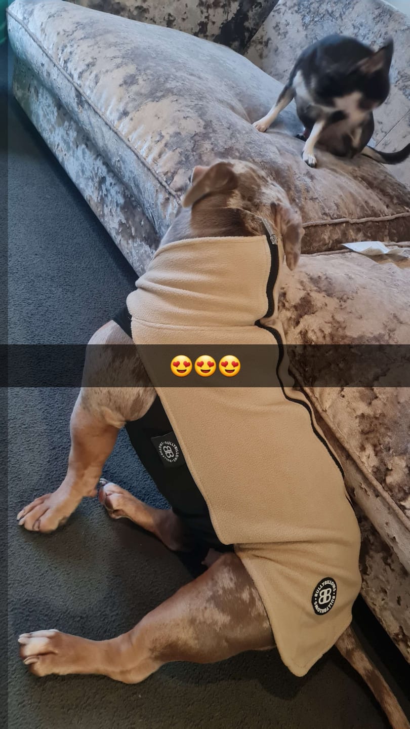 Customer photo review of 5cm Combat® Collar | With Handle & Secure Clip - Tan