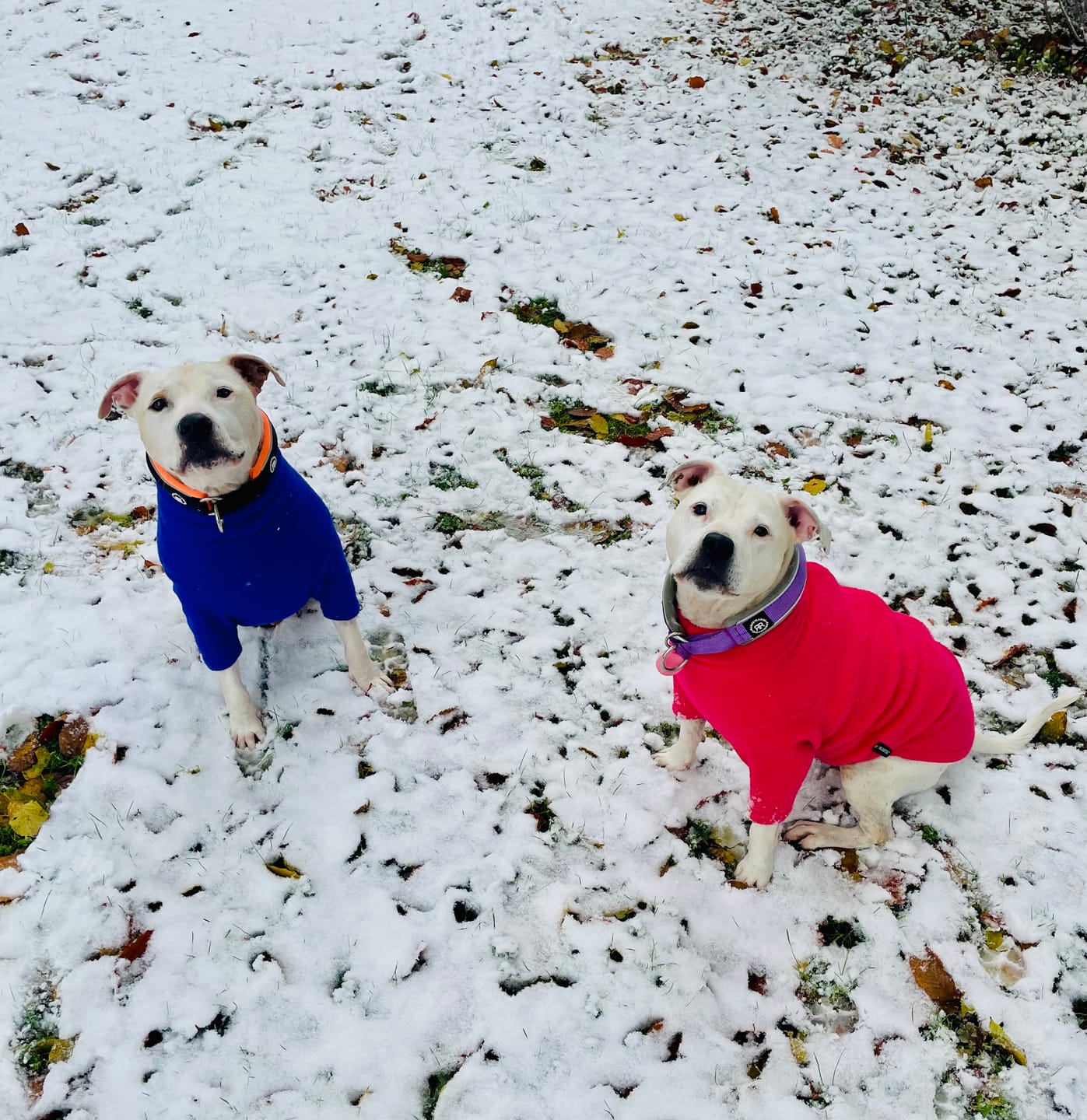 Customer photo review of 4cm Slip on Collar | Foam Padded - Turquoise x Yellow