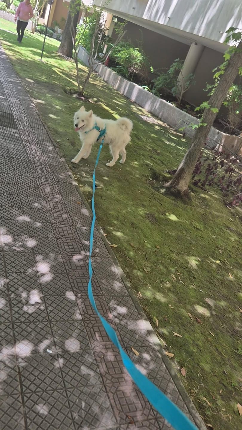 Customer photo review of Correa Larga para Perros - Light | 5 mts | Turquoise