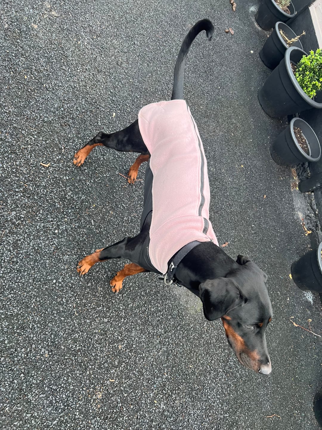 Customer photo review of Dog Fleece With Zip - Pink
