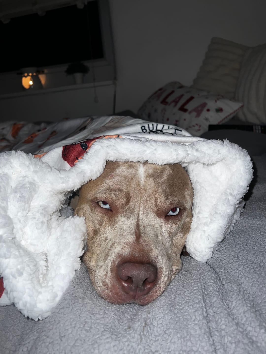 Customer photo review of Luxury Dog & Human Blanket