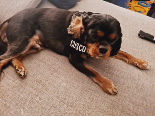 Customer photo review of Dog Harness