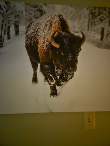 Customer photo review of Bison Wall Art Canvas Print For Farmhouse, Animal Canvas Print, Wild Animal Wall Art