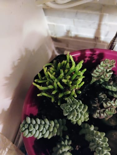 Customer photo review of Rhipsalis pilocarpa | Jungle Cactus